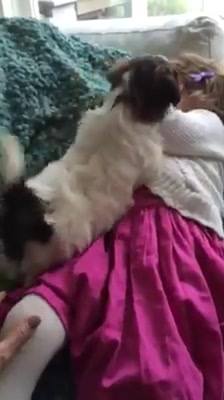 Very sad to report that our little puppy, Shayla passed away today.  We did everything we could, she was in hospital since Saturday.  

My girls are devastated.  But we are trying to remember the happ…